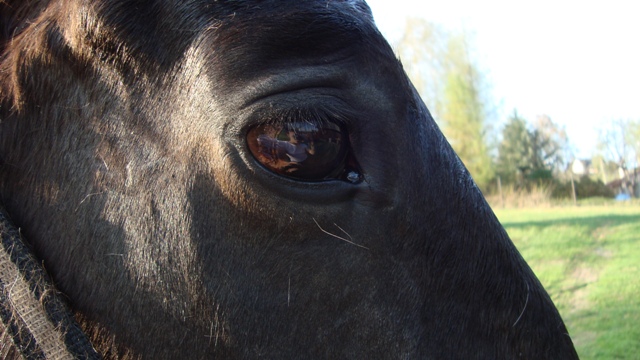 Daruška a Lenník duben 09 028.jpg