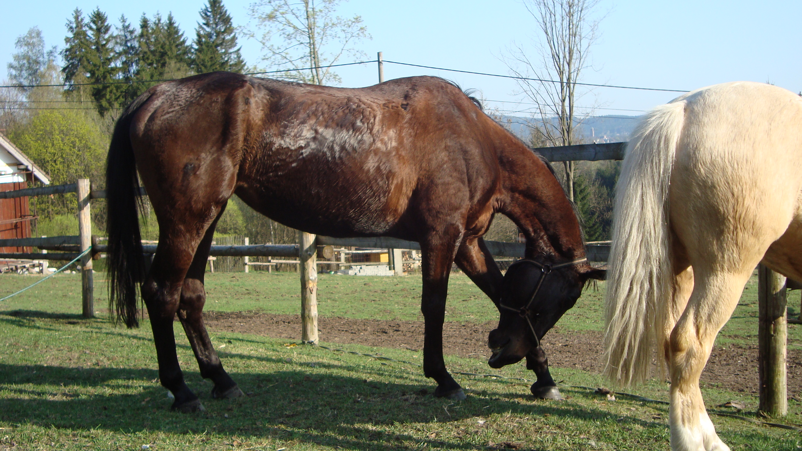 Daruška a Lenník duben 09 006.jpg