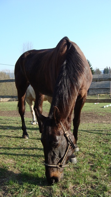 Daruška a Lenník duben 09 008.jpg