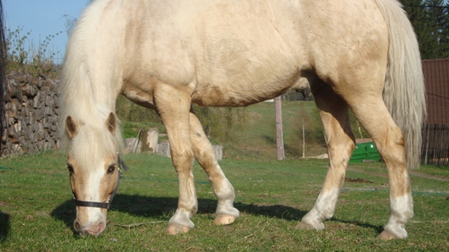 Daruška a Lenník duben 09 013.jpg